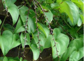 Giống cây Hoài Sơn - Trung Tâm Giống Cây Trồng Công Nghệ Cao Việt Nam